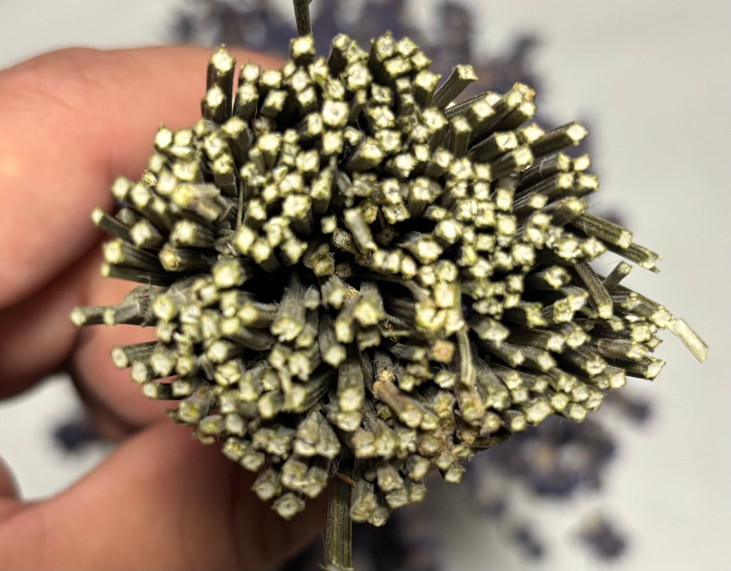 Dried Royal Velvet English Lavender Bundles | Sequim WA Farm | Meli's Lavender