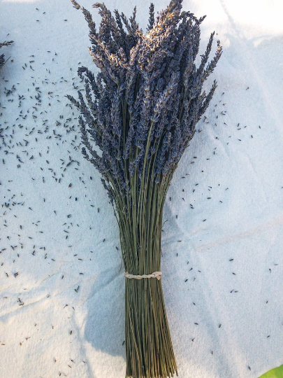 Dried Grosso Lavender Bundles