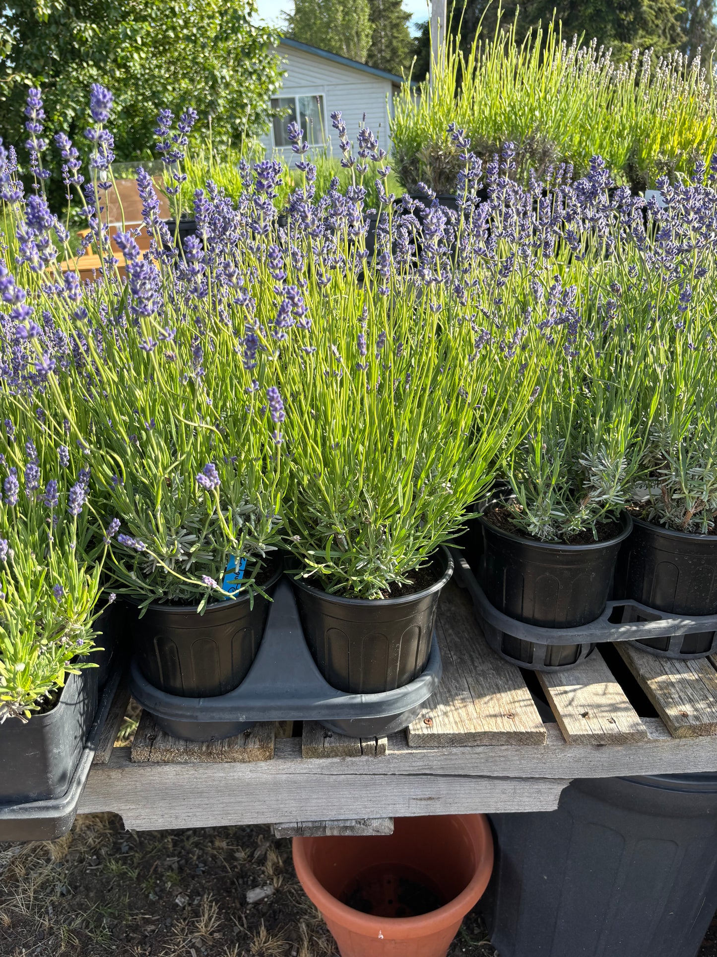 Live English Lavender Plant | 1 Gallon Pot | Folgate | Farm-Grown Sequim WA