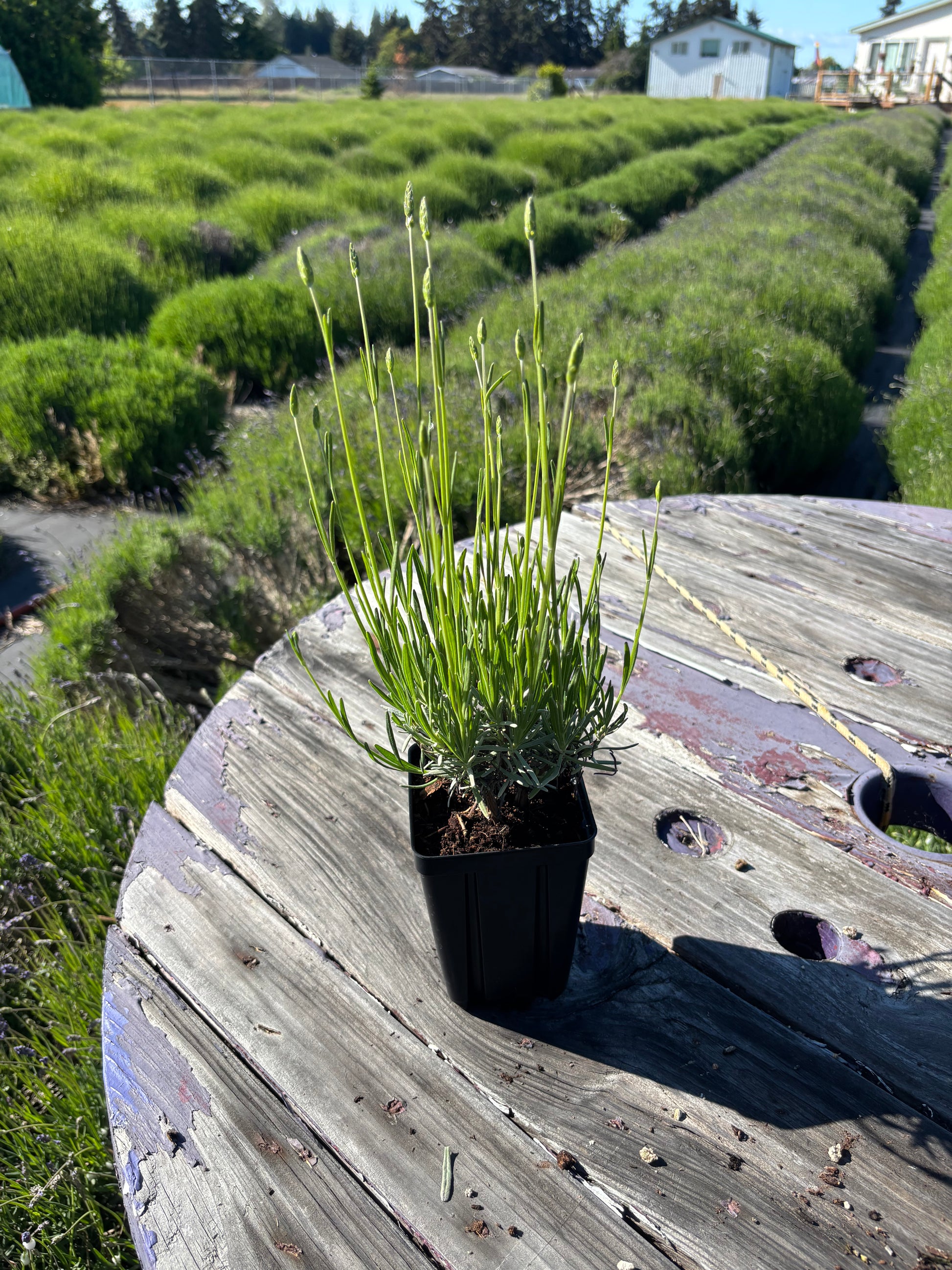 Grosso lavender plant