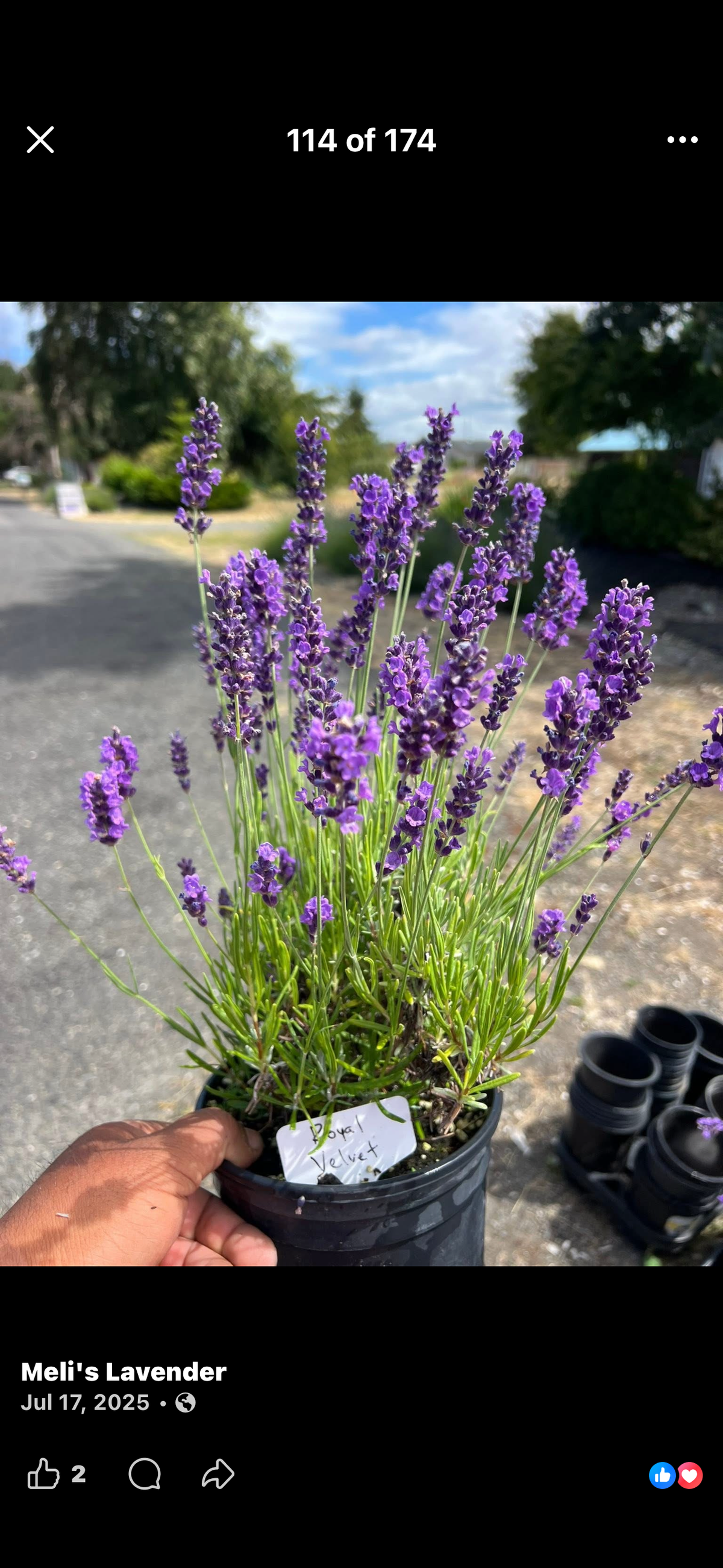 Live English Lavender Plant | 1 Gallon Pot | Royal Velvet | Farm-Grown Sequim WA