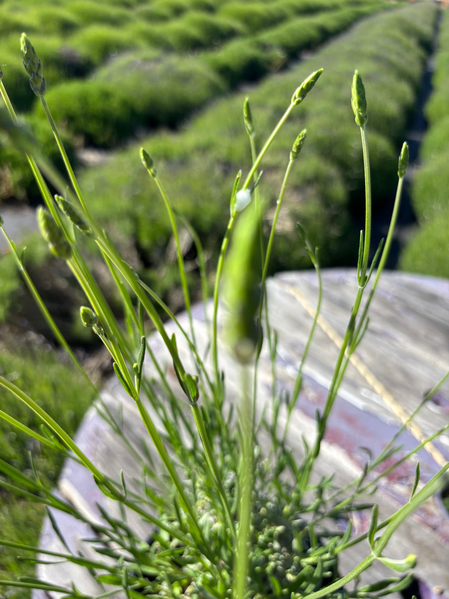 Grosso lavender plant detail