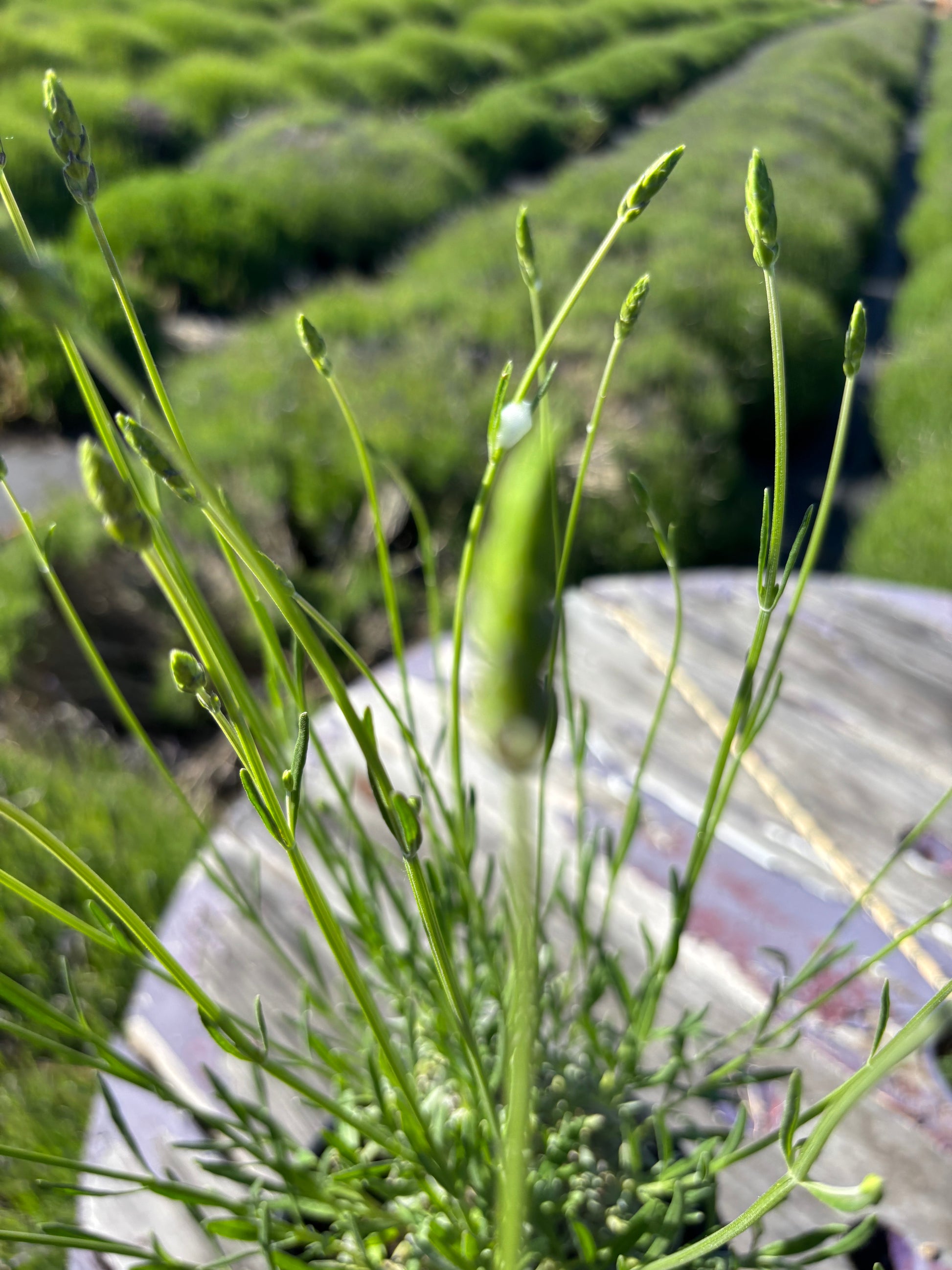 Grosso lavender plant detail