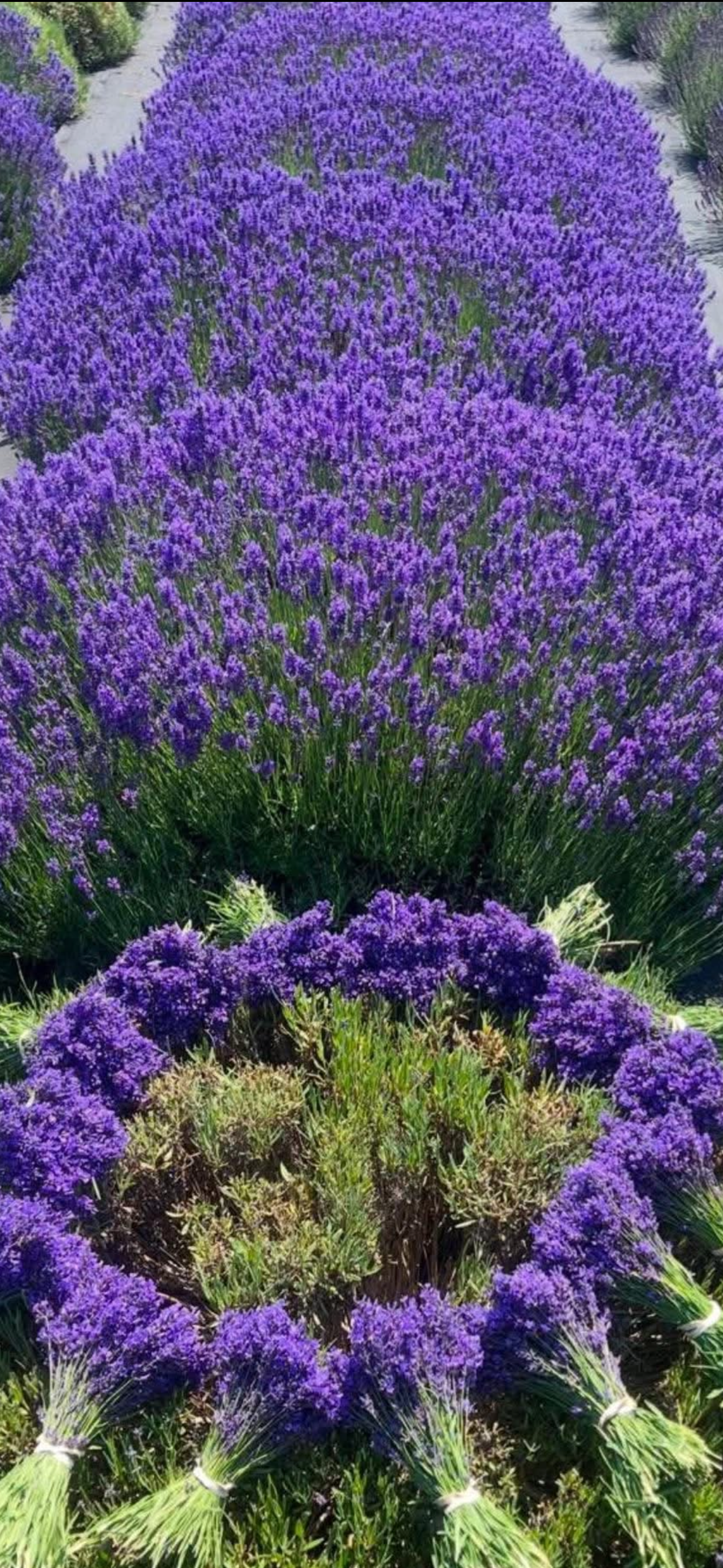 Live English Lavender Plant | 1 Gallon Pot | Folgate | Farm-Grown Sequim WA