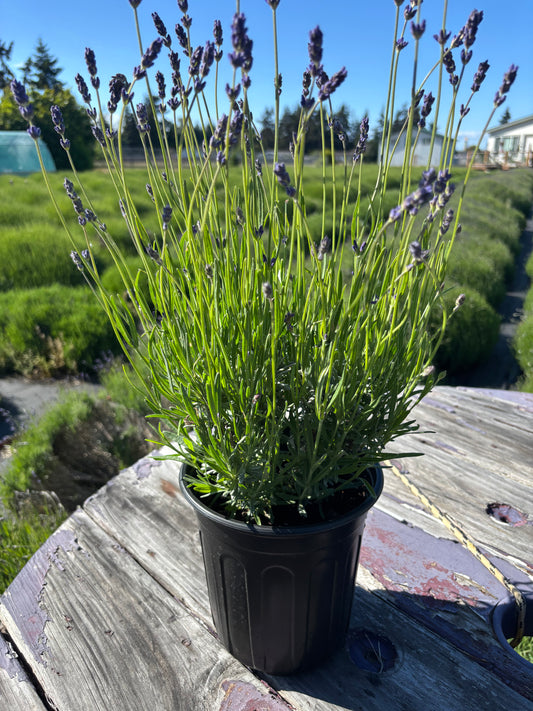 Live English Lavender Plant | 1 Gallon Pot | Folgate | Farm-Grown Sequim WA