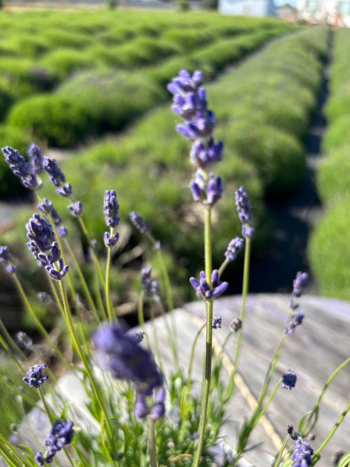 Live English Lavender Plant | 1 Gallon Pot | Folgate | Farm-Grown Sequim WA