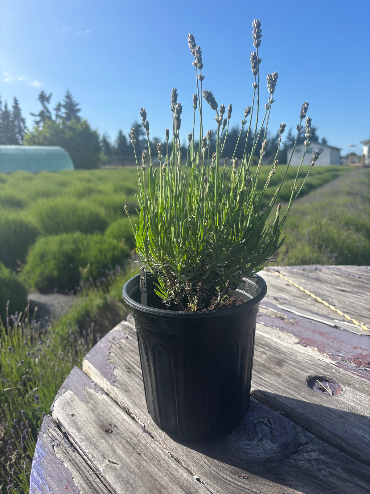 Live English Lavender Plant | 1 Gallon Pot | Melissa (Pink) | Farm-Grown Sequim WA