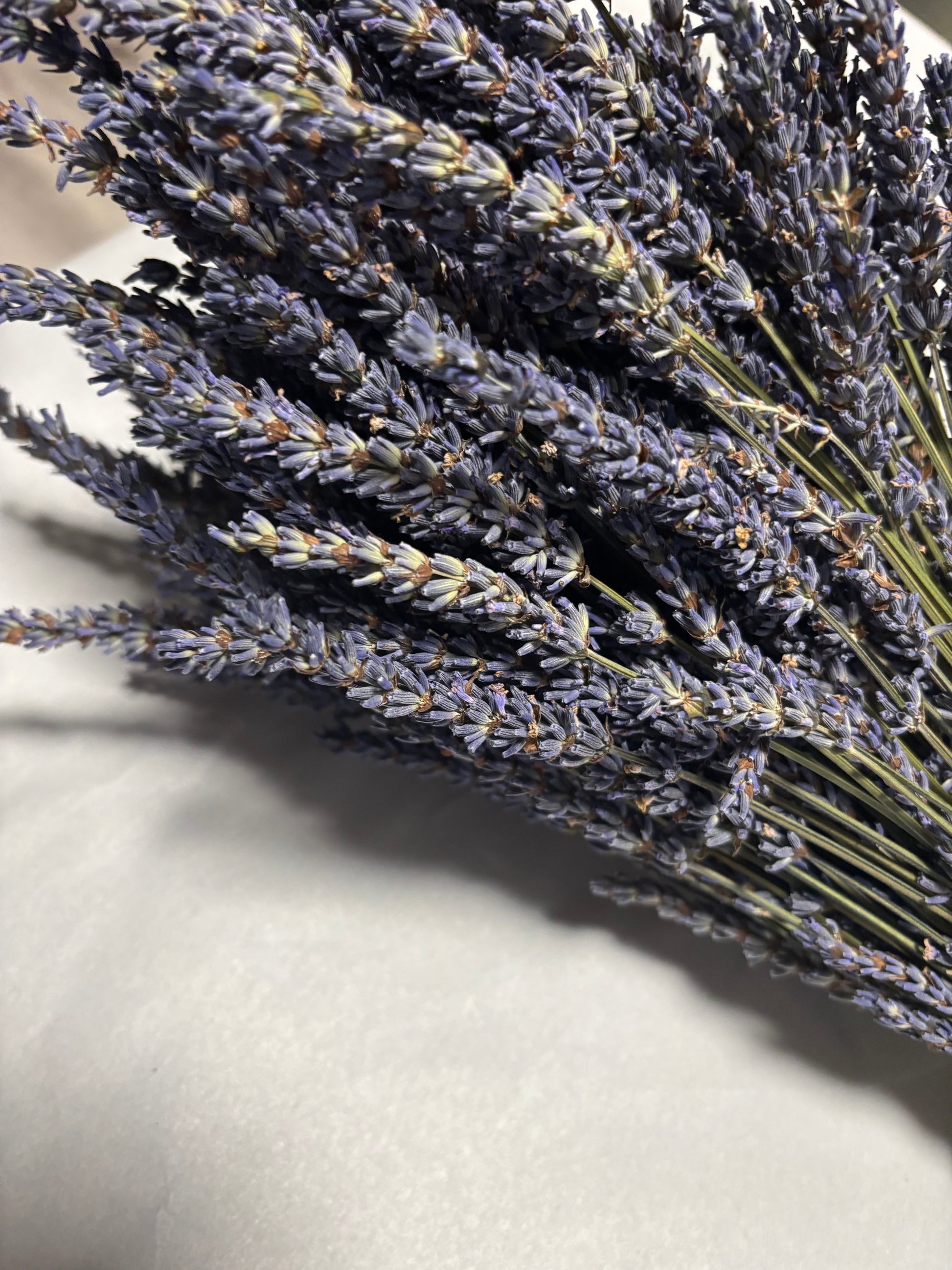 lavender grosso seeds Dried Grosso Lavender Bundles | Farm-Grown in Sequim WA