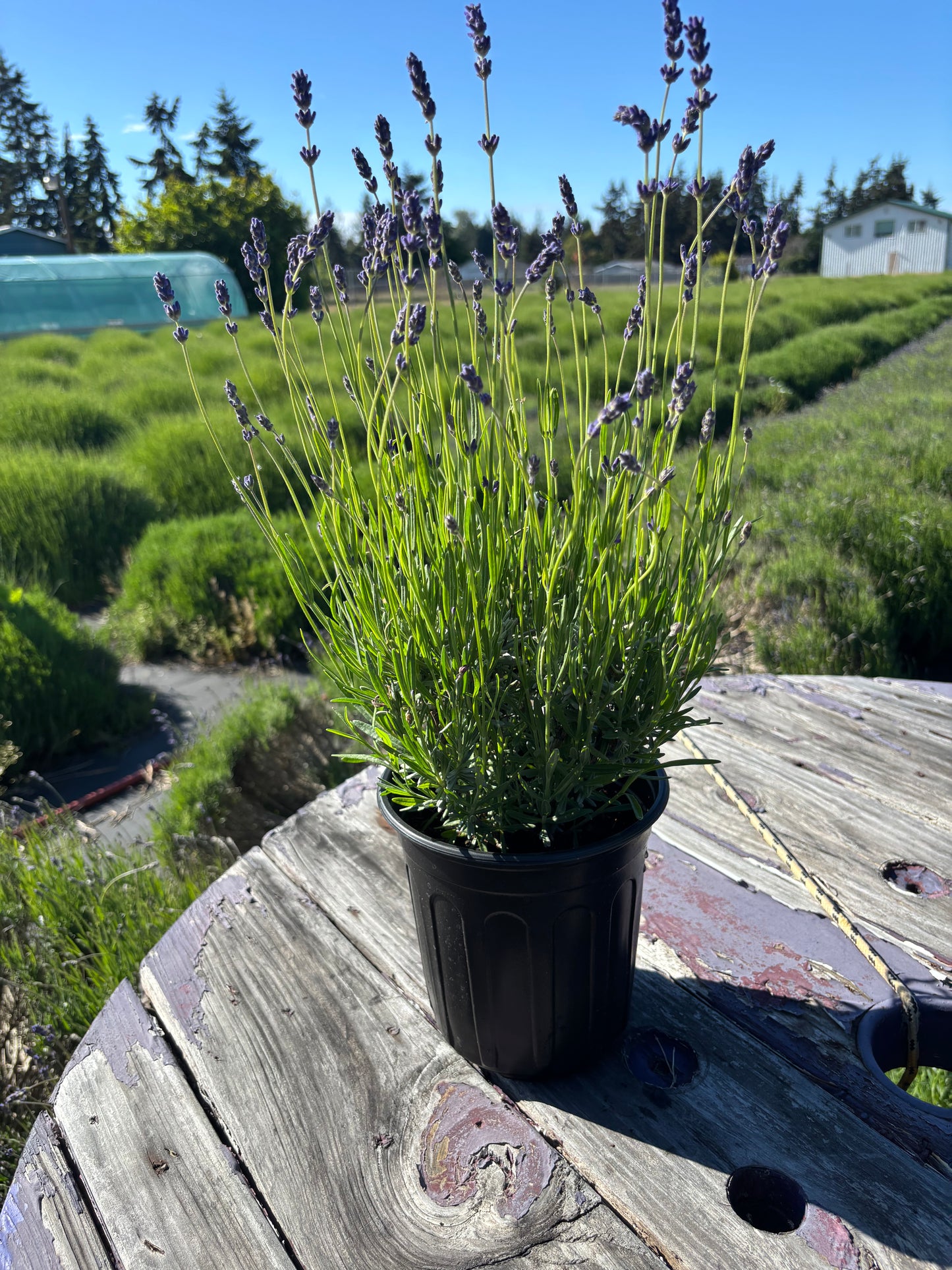 Live English Lavender Plant | 1 Gallon Pot | Folgate | Farm-Grown Sequim WA