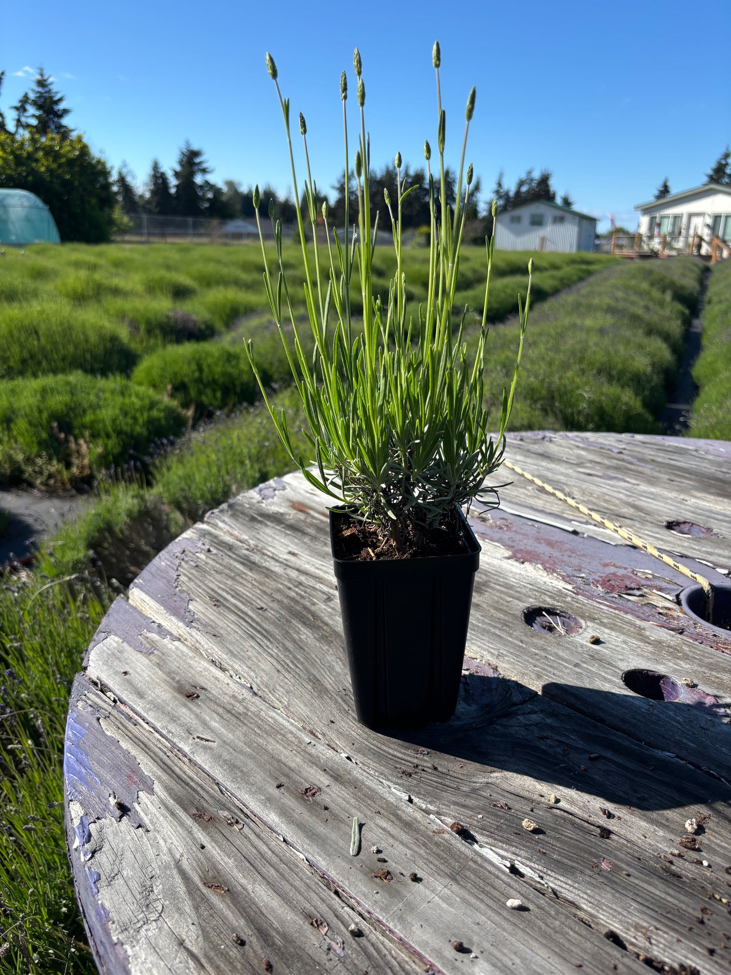 Live Grosso lavender plant in 6 inch pot from Meli's Lavender farm in Sequim WA