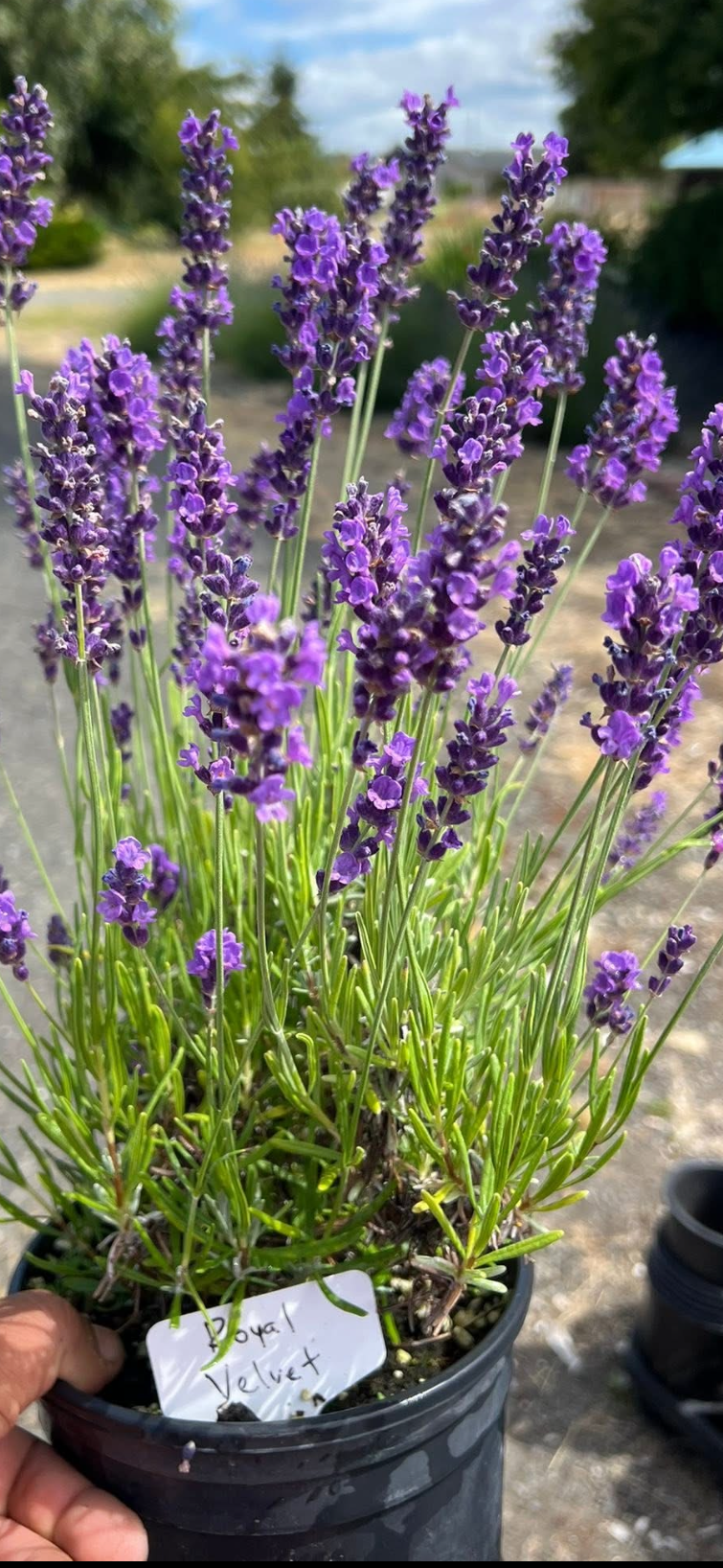 Live English Lavender Plant | 1 Gallon Pot | Royal Velvet | Farm-Grown Sequim WA