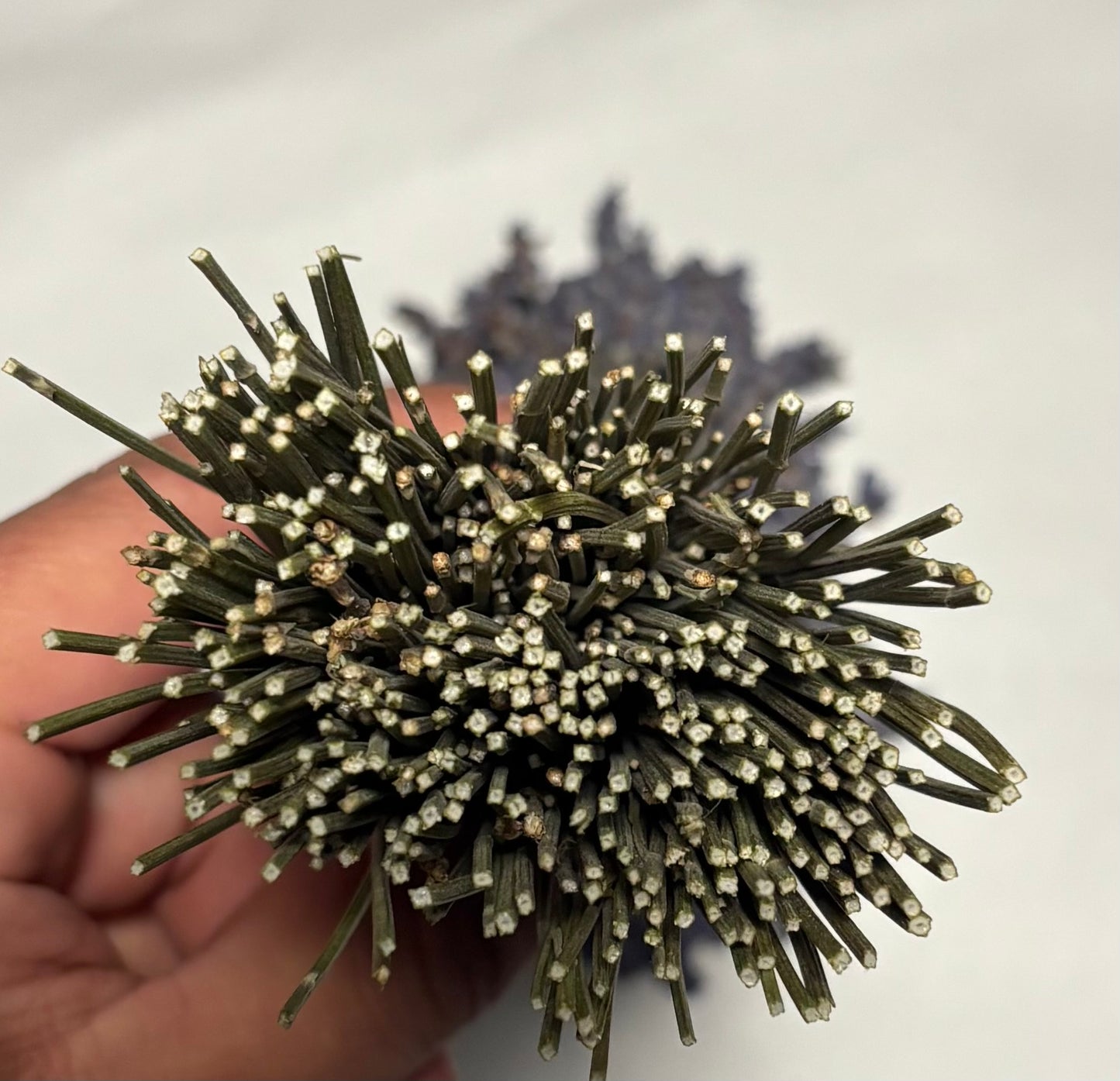 Short Grosso Dried  Lavender Bundles | Farm-Grown in Sequim WA | Meli's Lavender