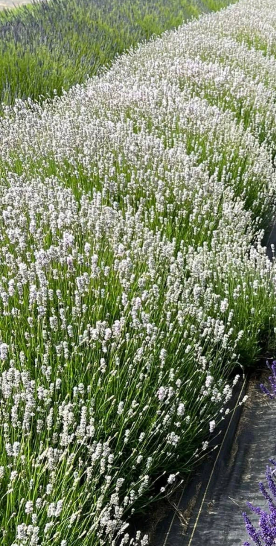 Live English Lavender Plant | 1 Gallon Pot | Melissa (Pink) | Farm-Grown Sequim WA