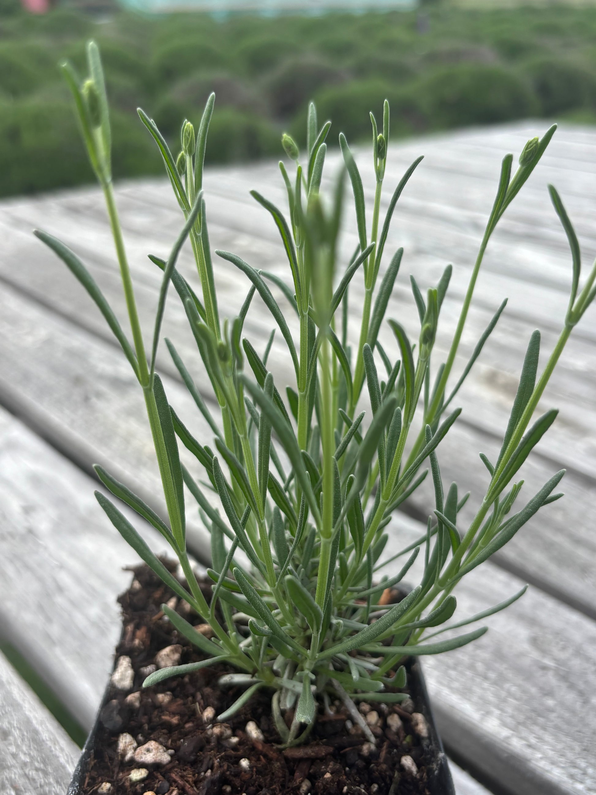 Phenomenal lavender plant detail