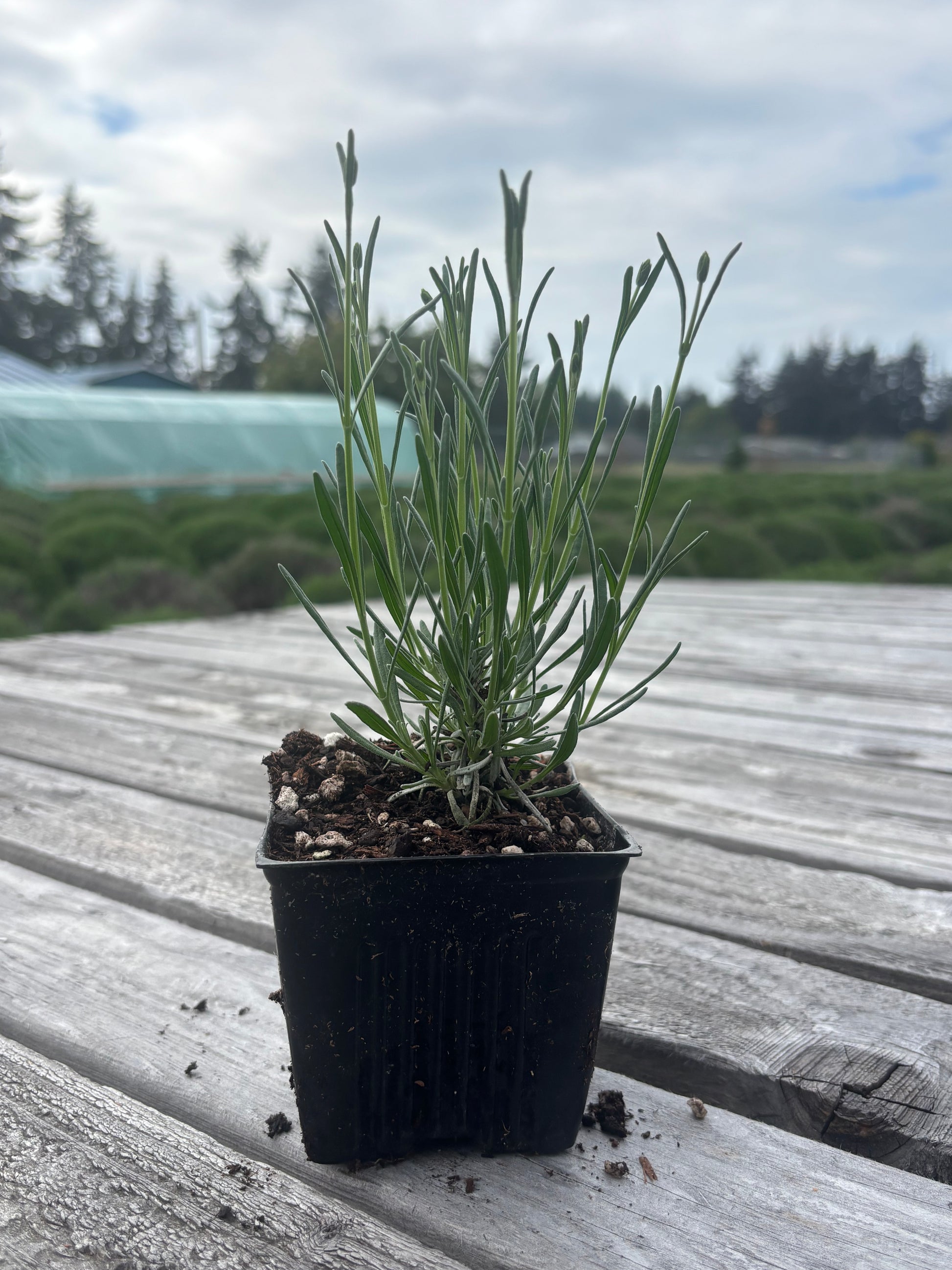 Live Phenomenal lavender plant in 4 inch pot from Meli's Lavender farm in Sequim WA