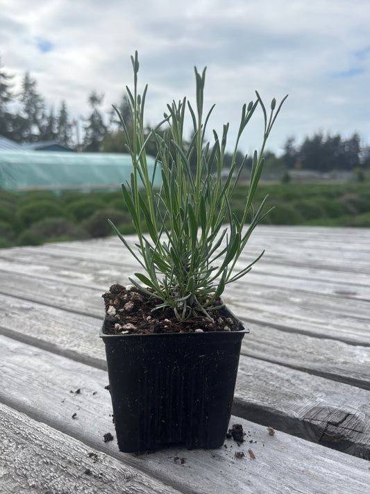 Live Phenomenal Lavender Plant | 4" Pots | French Hybrid | Farm-Grown Sequim WA