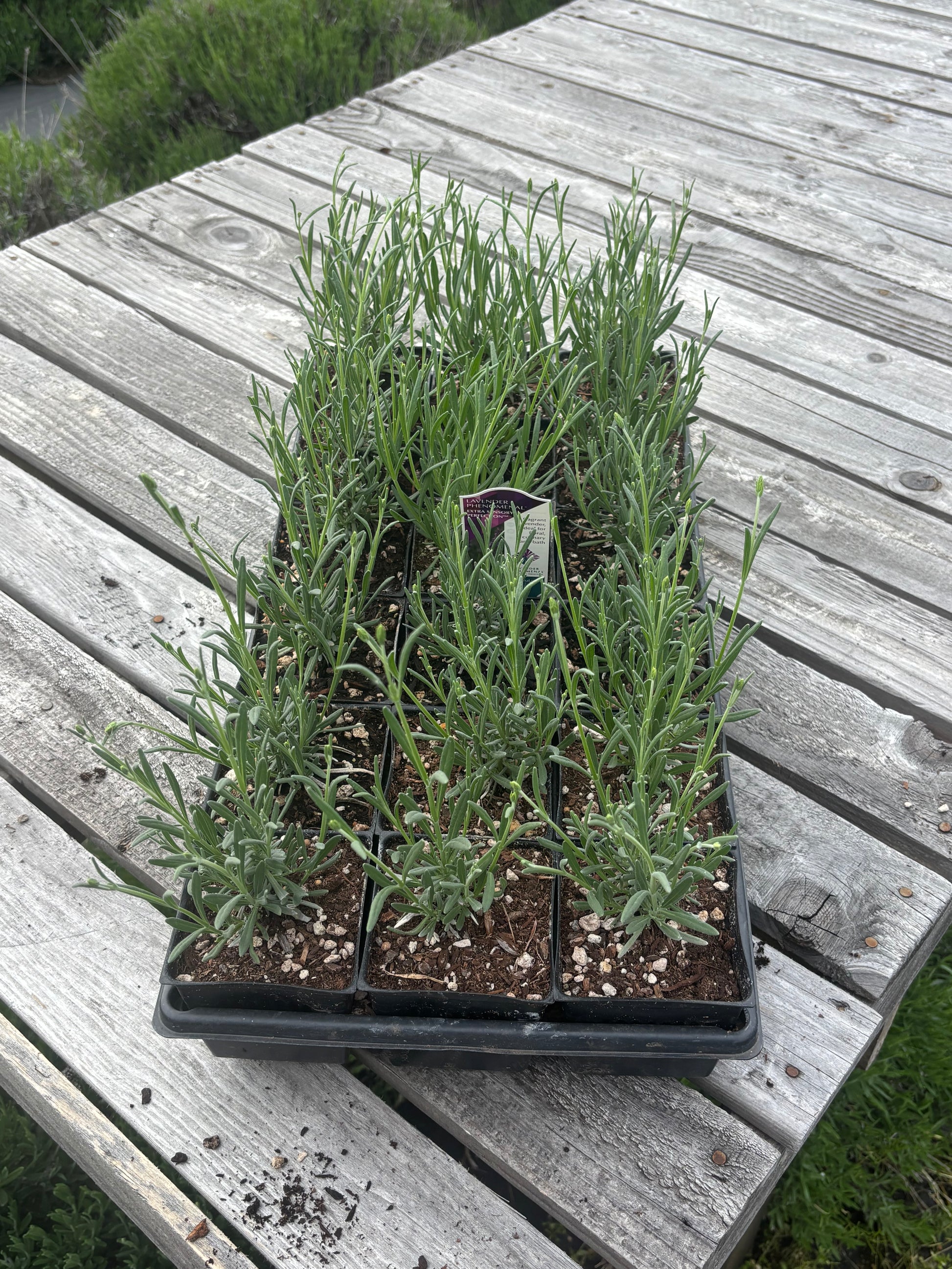 Phenomenal lavender