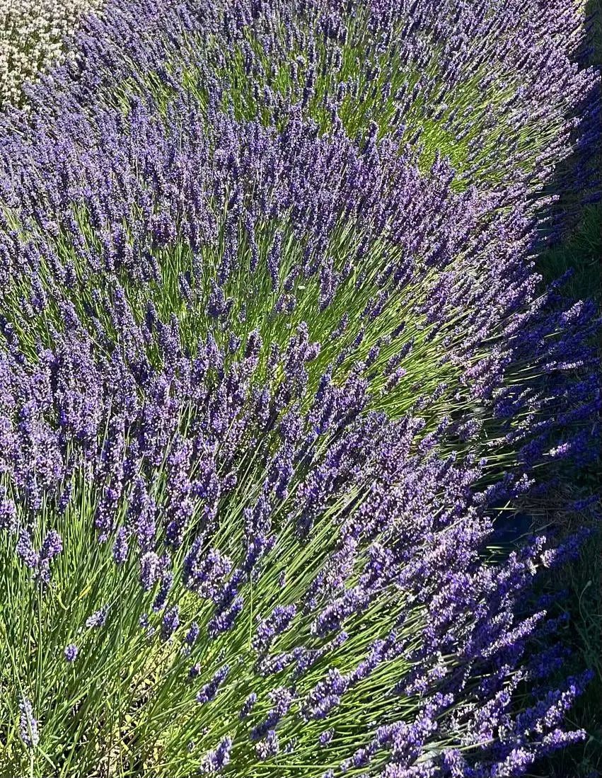 Live French Lavender Plant | 1 Gallon Pot | Grosso | Farm-Grown Sequim WA