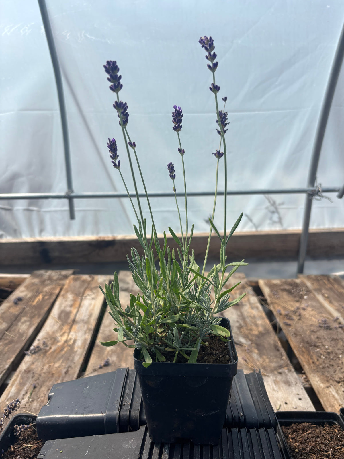 Live Royal Velvet Lavender Plant | 4" Pots | English Lavender | Farm-Grown Sequim WA