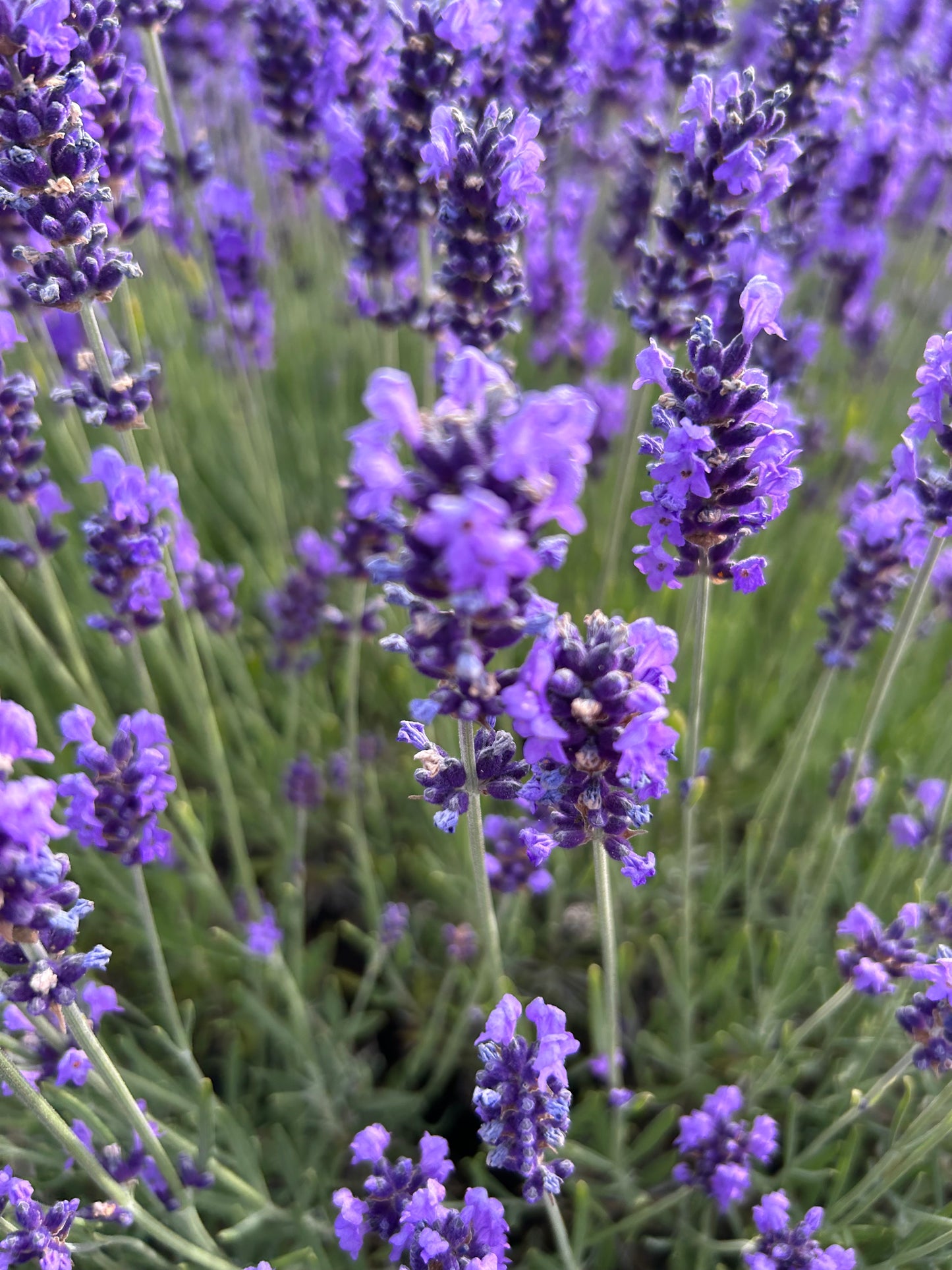 Live English Lavender Plant | 1 Gallon Pot | Folgate | Farm-Grown Sequim WA