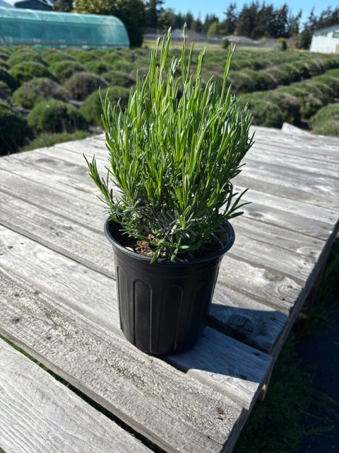 Live English Lavender Plant | 1 Gallon Pot | Folgate | Farm-Grown Sequim WA