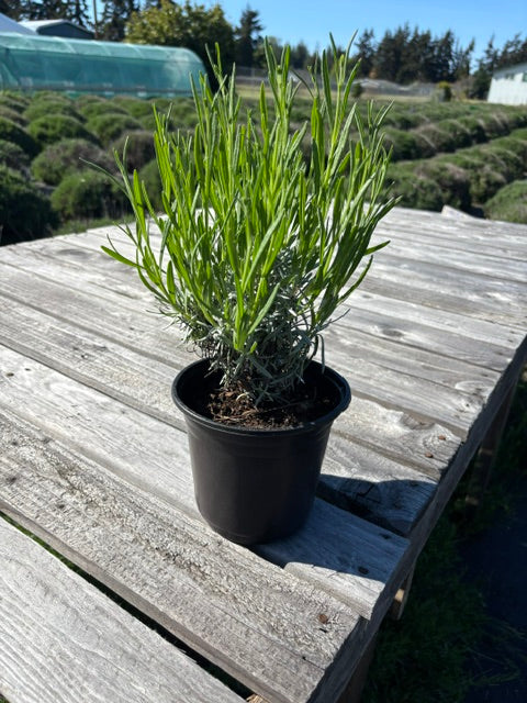 Live French Lavender Plant | 1 Gallon Pot | Grosso | Farm-Grown Sequim WA
