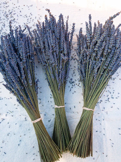 Dried Grosso Lavender Bundles