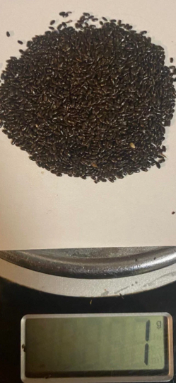 black lavender seeds Lavender Seeds (Folgate) (Melissa) (Royal Velvet) – Meli's Lavender LLC