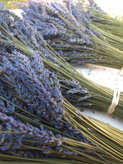 grosso lavender seeds for sale Dried Grosso Lavender Bundles | Farm-Grown in Sequim WA