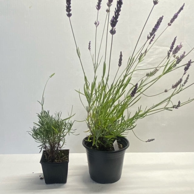 Lavender Plants (4 inches)