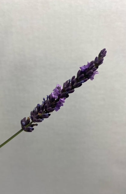 Lavender Plants (4 inches)