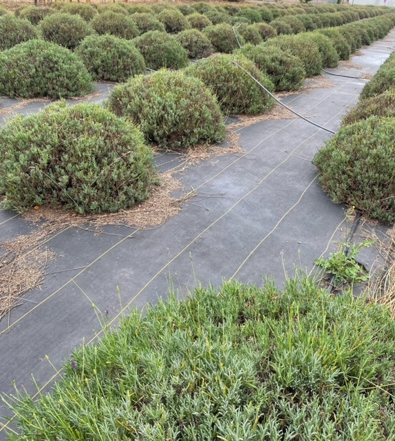 Lavender Plants (4 inches)