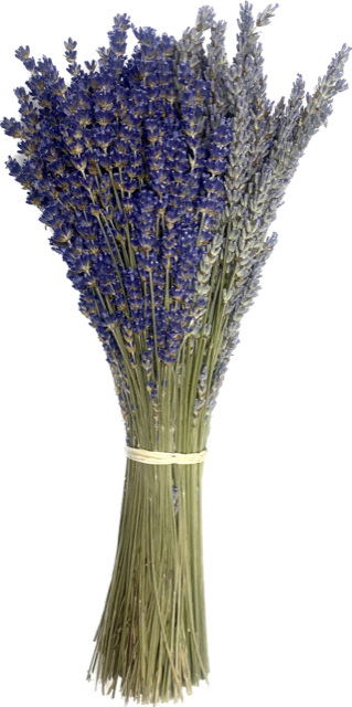 Half English (Royal Velvet) Half French (Grosso) Lavender Bundle