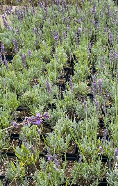 Lavender Plants (4 inches)