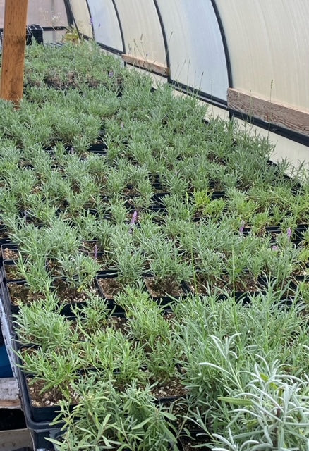 Lavender Plants (4 inches)